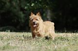 NORWICH TERRIER 051